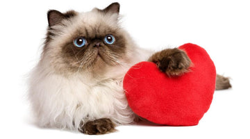 Hypertrophic cardiomyopathy (HCM) in cats