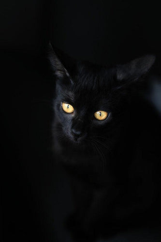 Can cats see in the dark?