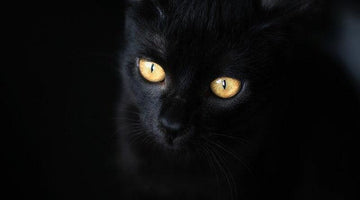 Can cats see in the dark?