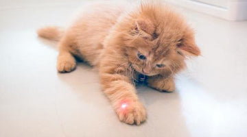 Why are cats obsessed with laser pointers?