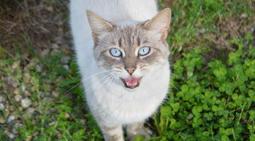 Why do cats trill?