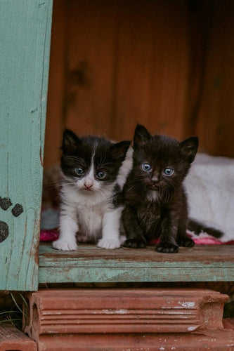 How to foster kittens