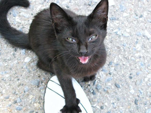 Why do cats meow?