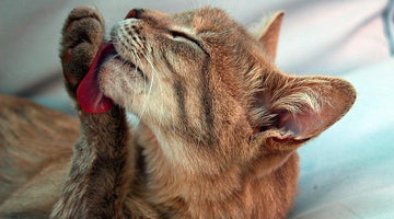 How do I know if my cat is happy?