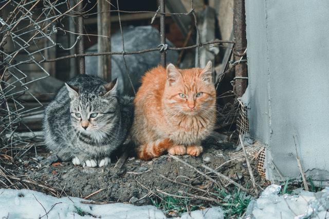 Feline immunodeficiency virus (FIV) in cats