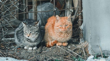 Feline immunodeficiency virus (FIV) in cats