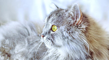 What is the Siberian Cat?