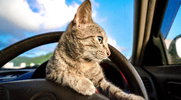 Road trip! How to take my cat on a trip in the car