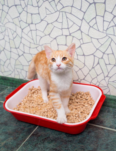 Why doesn't my cat cover or bury her poop?