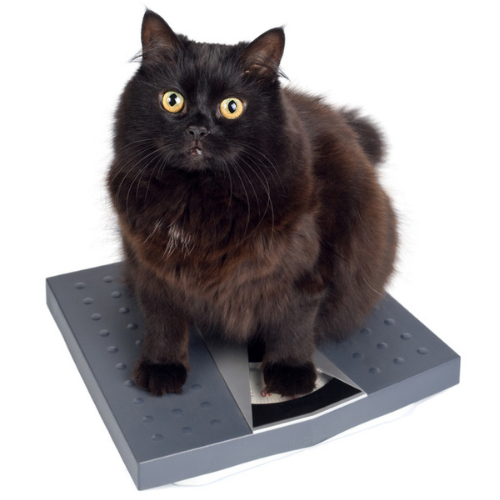 How to help a cat lose weight