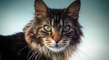 What is a Maine Coon cat?