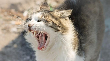 Why do cats hiss?
