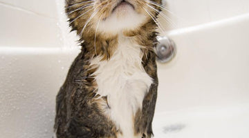How Do You Bathe A Cat?