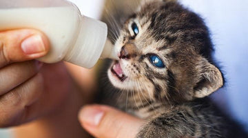 How to care for and feed your foster kittens (part 2)