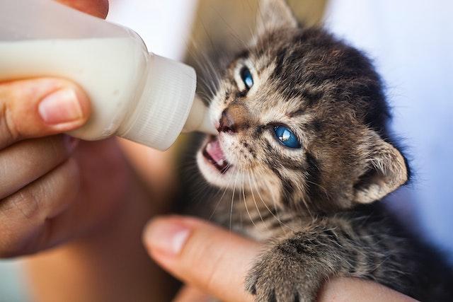 How to care for and feed your foster kittens (part 2)