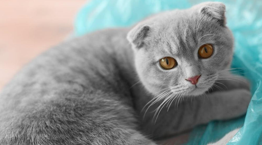 Why do cats chew on plastic?