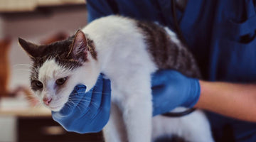 Hepatic lipidosis in cats