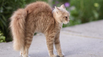 Why do cats arch their backs?