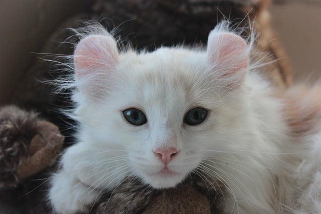 The American Curl cat