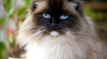 The Birman cat