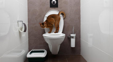 Should you toilet train your cat?