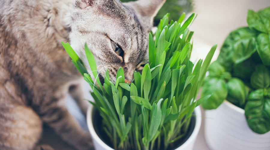 What is cat grass?