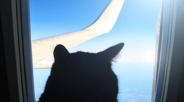 Can you bring your cat on a plane?