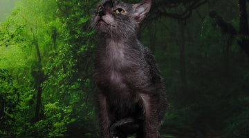 The Lykoi, also known as the werewolf cat