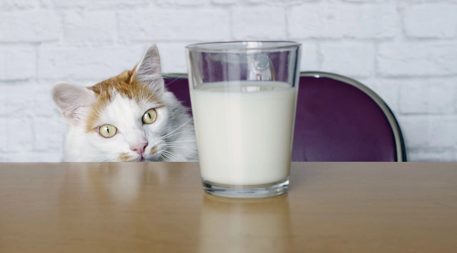 Can my cat drink milk?