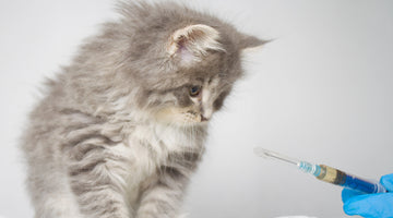 What vaccines do cats need?