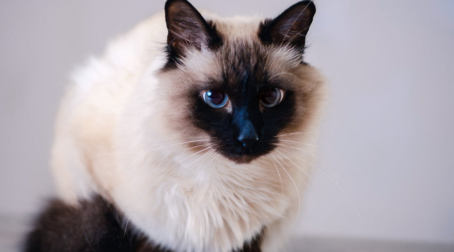 The Balinese cat