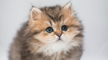 What is a Munchkin cat?