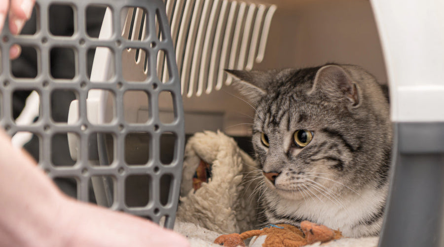 How to put a cat in a carrier