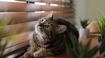Are there cat-safe window blinds?