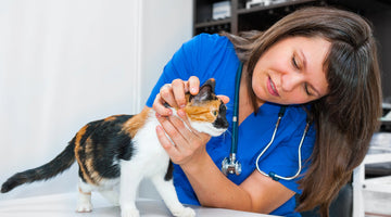 Chronic Kidney Disease (CKD) in cats