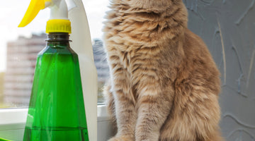 Should I use a spray bottle to train my cat?