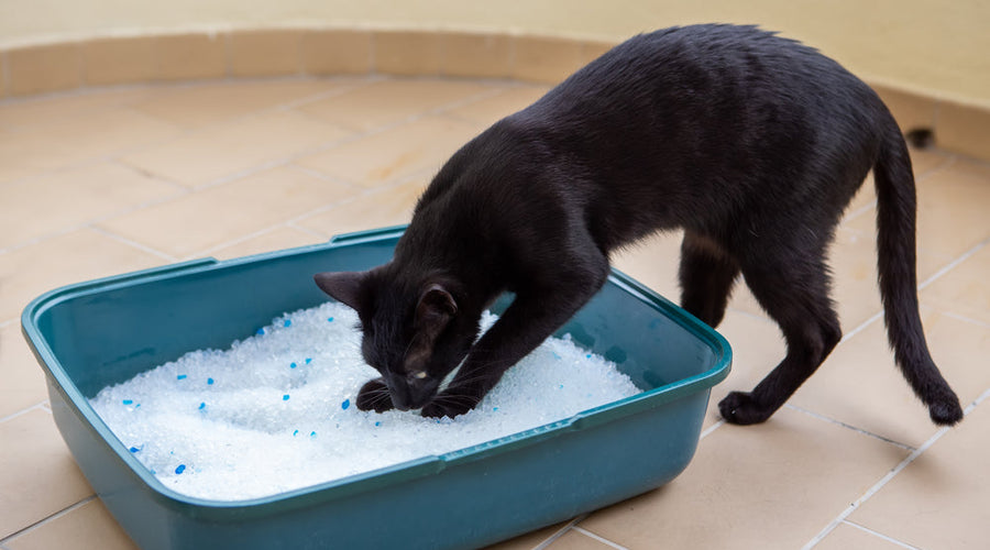 My cat has diarrhea. Should I worry?