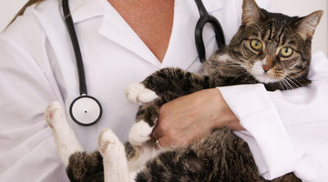 Feline infectious peritonitis (FIP) in cats