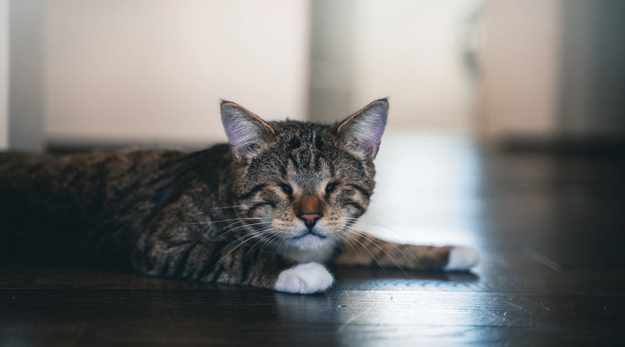 Adopting a blind cat