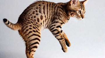 The Ocicat