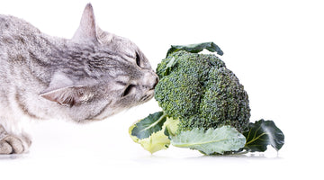 Can I feed my cat a vegan or vegetarian diet?