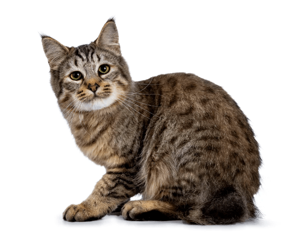 The Pixiebob cat