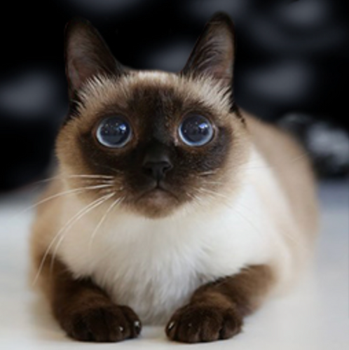 The Toybob cat
