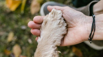 What to say and do when someone loses a pet