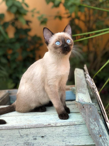 The Siamese cat