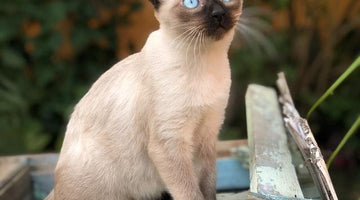 The Siamese cat