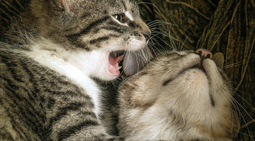 Why do cats groom or lick each other?