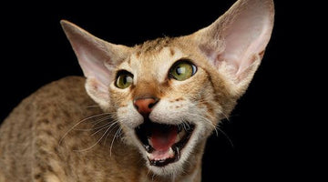 The Peterbald Cat