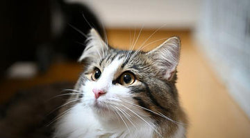 What is the Norwegian Forest Cat?