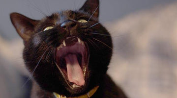 Are cats protective of their owners?